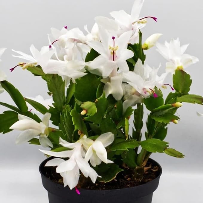 2 Christmas Cactus Plants Live, Starter Holiday Thanksgiving Cactus Plant for Indoor Outdoor Houseplants, Fasle Easter Cactus Plants Like, Cold Hardy, 5-9" in Tall, No Pot (White)