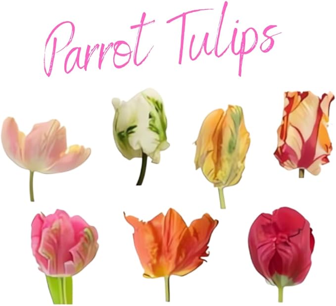 20 Top Size Tulip Bulbs for Fall Planting, Mixed Tulip Flower Bulbs, Bulk Pack of Colorful Tulips for Spring Blooms, Grow Flowerbeds, Fresh Harvest