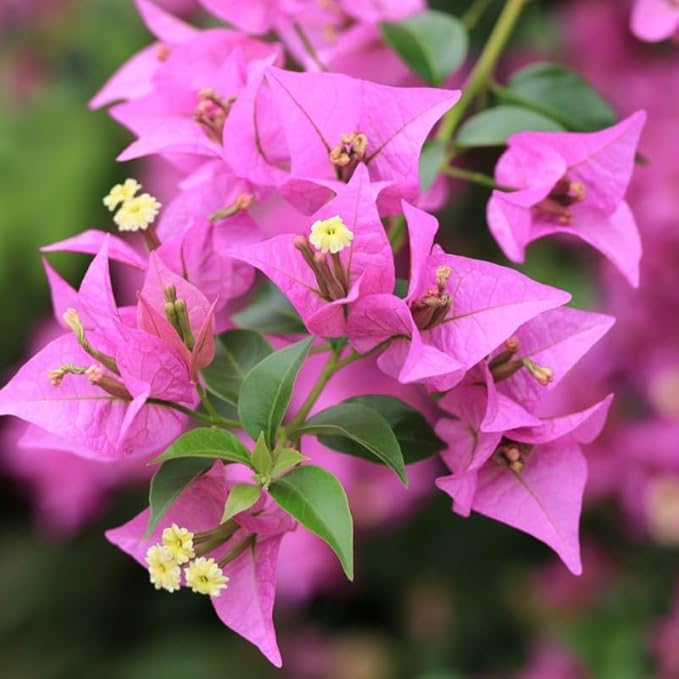 2 Bougainvillea Plants Live, Trailing Flowering Vines, 5-9” Tall, Well-Rooted Bougainvillea Trees for Outdoor Garden or Patio (Light Purple Bougainvillea)