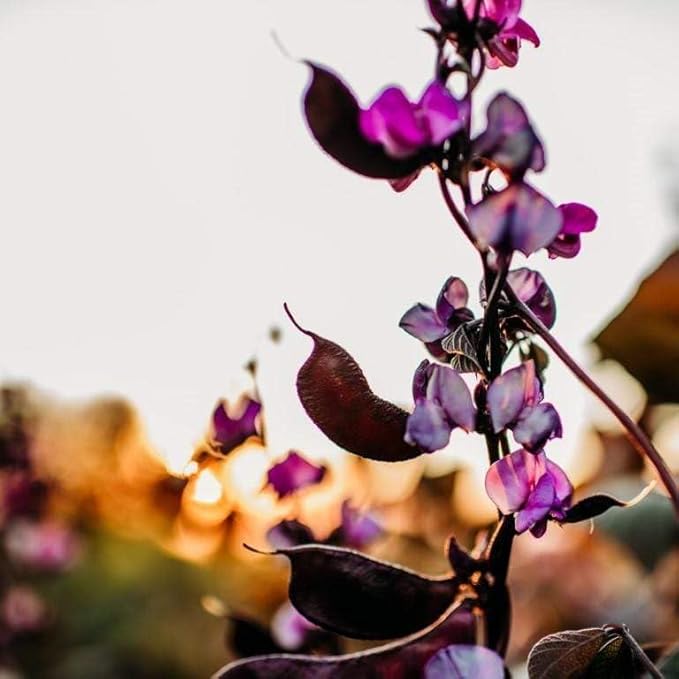 Ruby Moon Hyacinth Bean Vine - 25 Seeds - Beautiful Climbing Flower Variety, Great for Arbors & Trellises, Non-GMO Hyacinth Bean Seeds for Planting in The Home Garden, Thresh Seed Company