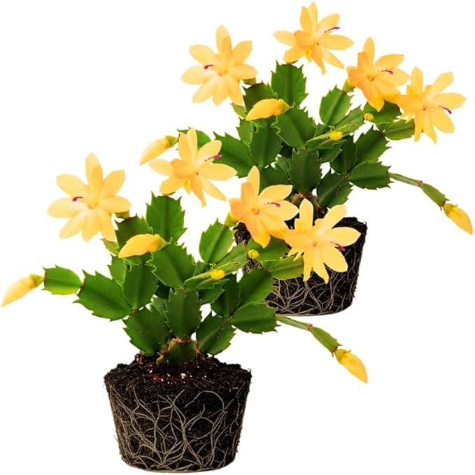 2 Yellow Christmas Cactus Plants Live, 4 to 7 Inch Tall Colorful Christmas Cactus, Holiday Flower Houseplant, Indoor Outdoors Easy Care Plants for Home Garden