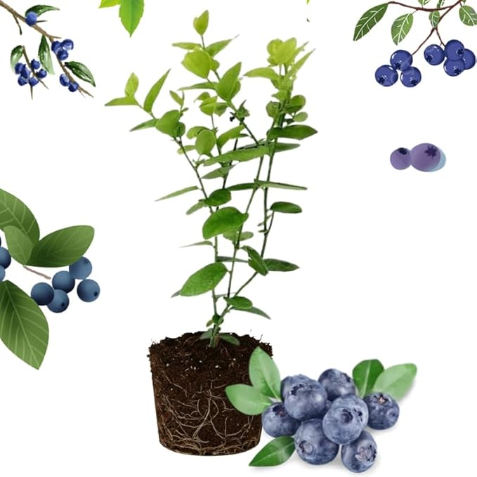 Springhigh Blueberry Plant Live for Planting, 4-8 Inch Tall Starter Plant, Hardy Blueberry Bush for Garden or Patio