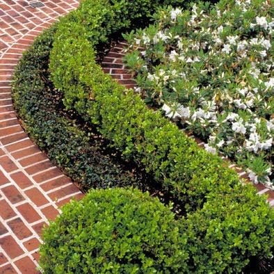 Baby Gem Dwarf Boxwood - Live Plant - Full Gallon Pot