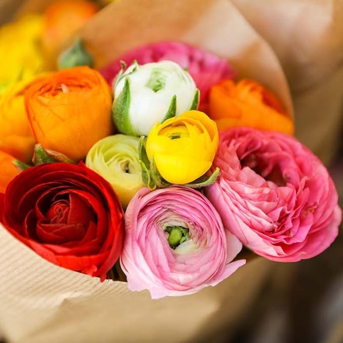 25 Mixed Ranunculus Bulbs Spring Planting - Buttercup Color Mix Value Bag - Plant in Gardens, Borders & Flowerbeds - Easy to Grow Flowers Bulbs by Willard & May