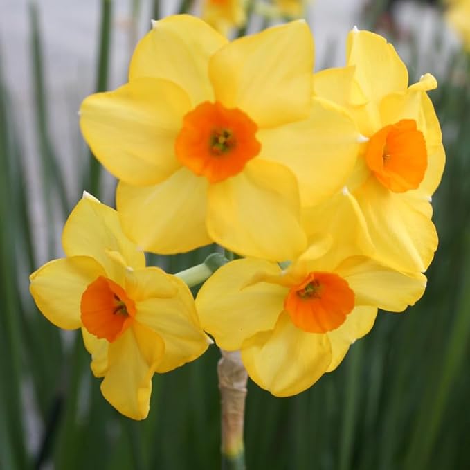 Martinette Daffodil Flower Bulbs - 5 Bulbs per Pack - Pleasantly Scented - Deer Resistant - Good as Cut Flowers - Grows Well in Containers - Perennializing