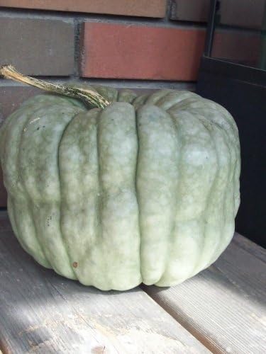 Queensland Blue Squash Seeds- Heirloom Variety- 20+ Seeds