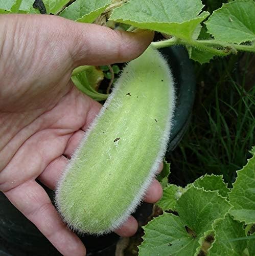 Seeds Vegetable Cucamelon (Cross Cucumber and Melon) Vine - 20 Seeds
