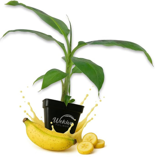 Kokopo Banana Tree - 2 Live Plants in 3 Inch Growers Pots - Musa Acuminata - Edible Fruit Bearing Tree for The Patio and Garden