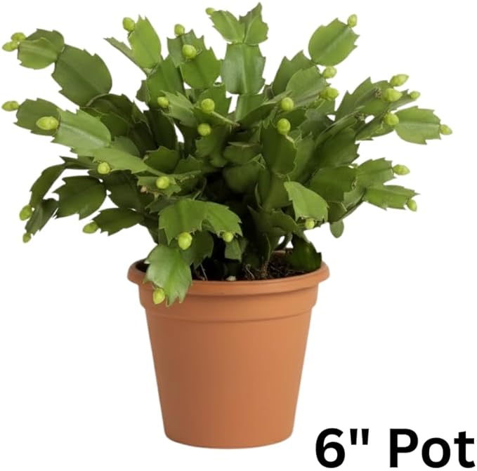 White Christmas Cactus Plants Live in 6 Inch Pot, Vibrant Christmas Cactus Blooms, Perennial Holiday Cactus Plant Flower Succulent Houseplant