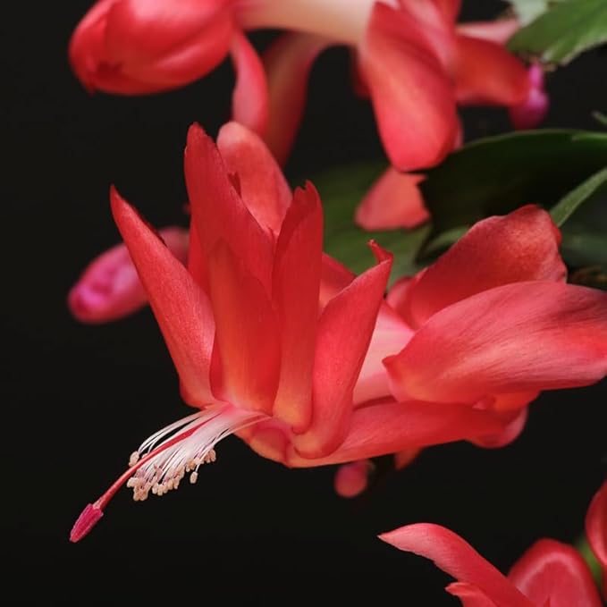 Red Christmas Cactus Plants Live in 2 Inch Pot, Vibrant Christmas Cactus Blooms, Perennial Holiday Cactus Plant Flower Succulent Houseplant