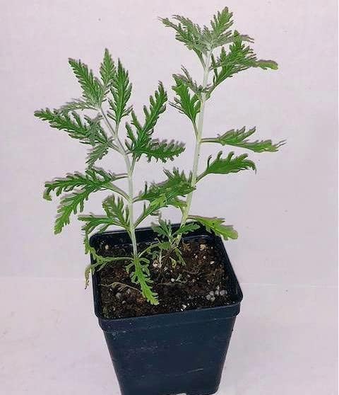 Greenwood Nursery: Live Perennial Plants - Russian Sage 'Little Lace' + Perovskia Atriplicifolia - [Qty: 2X Pint Pots] - (Click for Other Available Plants/Quantities)