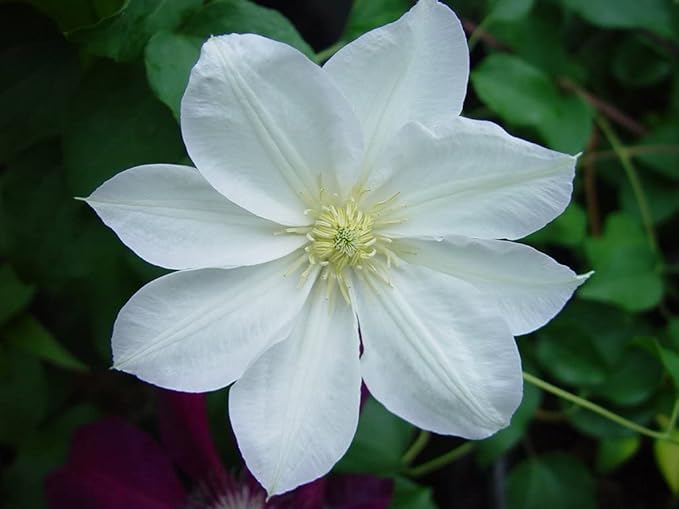Candida Clematis Vine - Live Plant in a 4 Inch Growers Pot - Clematis 'Candida' - Starter Plants Ready for The Garden - Bold and Beautiful Purple Flowering Vine