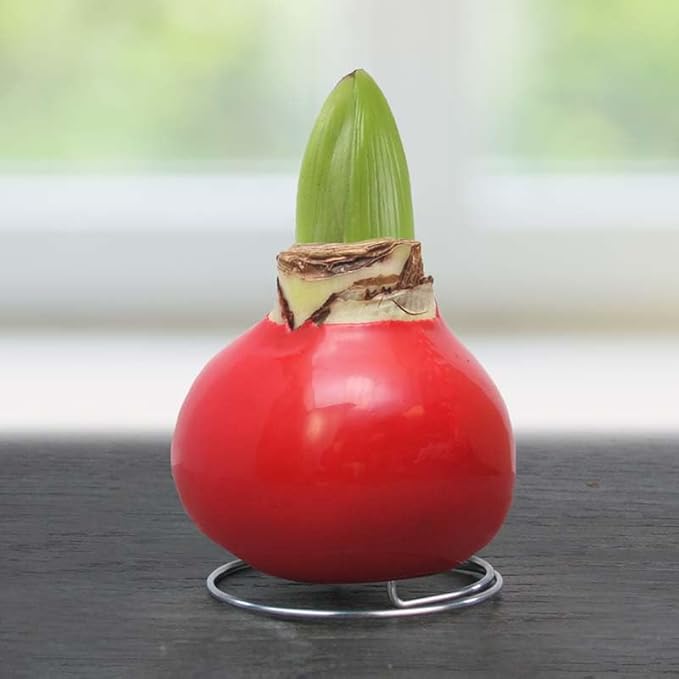 Holiday Waxed Amaryllis Flower Collection, No Water Needed (Pack of 3)