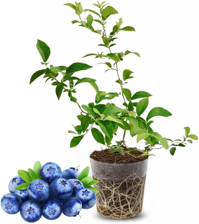 Biloxi Blueberry Plant Live for Planting, 4-8 Inch Tall Starter Plant, Hardy Blueberry Bush for Garden or Patio