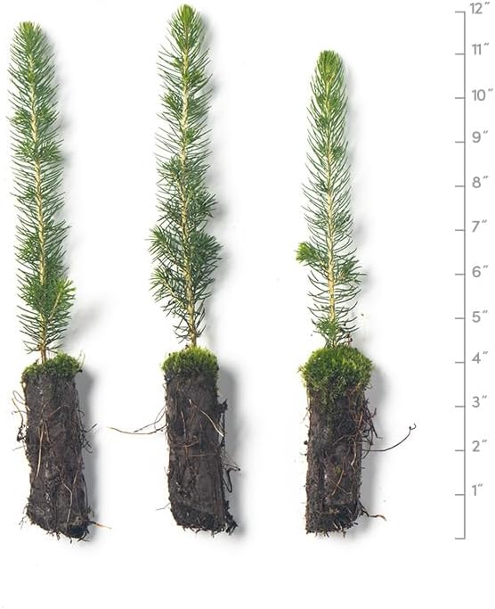 Black Hills Spruce Live Tree Plug Seedlings | 6"-12" | Arbor Day Foundation (3-Pack)