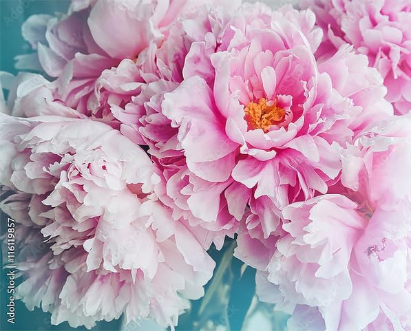 Marde Ross & Company Festiva Maxima - Double White Peonies Bulbs for Planting, Peony Plant Bare Root | Peony Bulbs for Spring Planting 2024 | Peony Seeds for Planting Outdoors