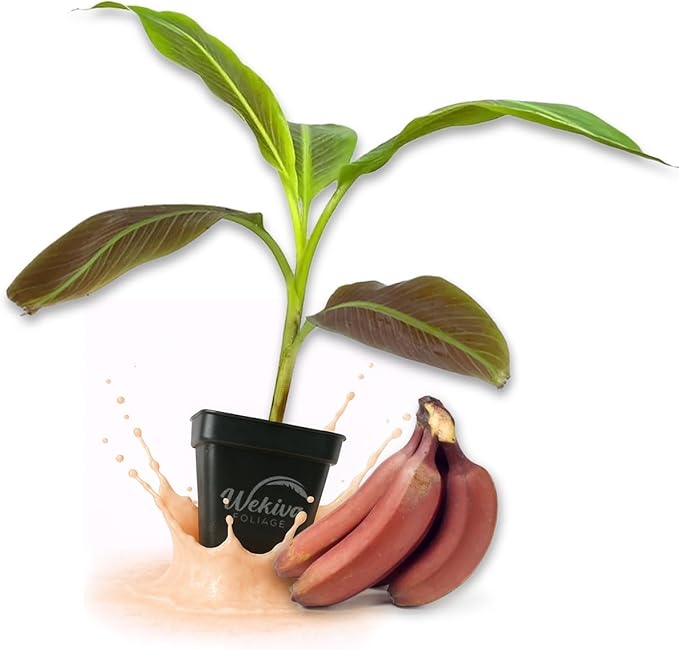 Red Cuban Banana Tree - 1 Live Plants in a 3 Inch Growers Pot - Musa Acuminata - Edible Fruit Bearing Tree for The Patio and Garden