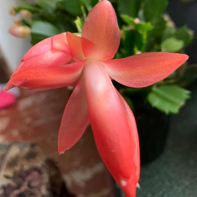 Orange Christmas Cactus Plant, 3-6" Tall Colorful Holiday Cactus Houseplant Easy Care Tropical Flowering Succulent Live Plants, Well Rooted, No Pot