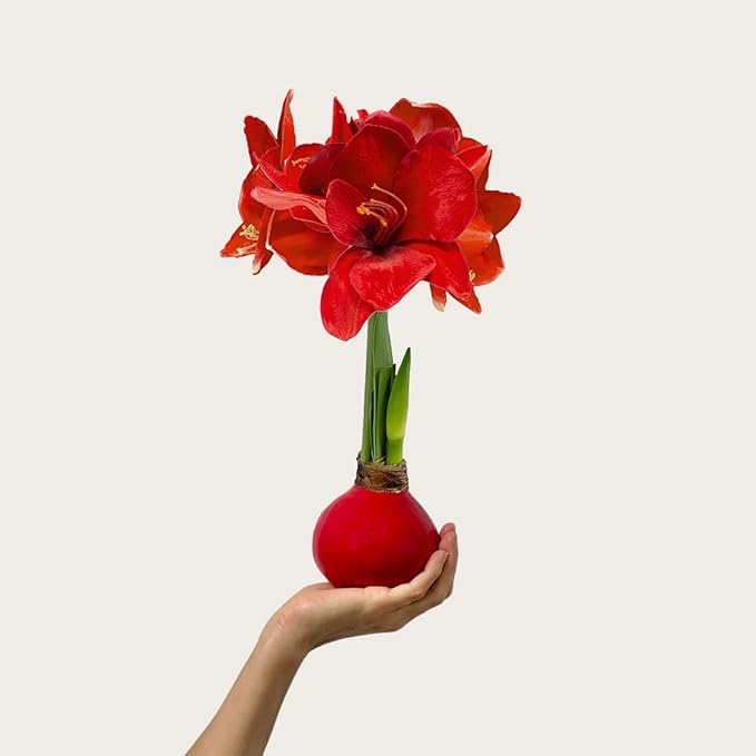 Waxed Amaryllis Bulb - Red Wax Red Blooms, No Water Needed, Extra-Large Indoor Winter Flower, Thanksgiving & Christmas Holiday Gift