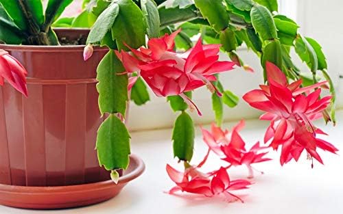 Christmas Cactus - 5 Live Plants in 4 Inch Pots - Schlumbergera Bridgesii - Beautiful Indoor Tropical Succulent