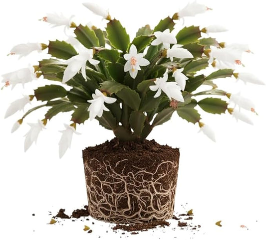 White Christmas Cactus Plant, 3-6" Tall Colorful Holiday Cactus Houseplant Easy Care Tropical Flowering Succulent Live Plants, Well Rooted, No Pot