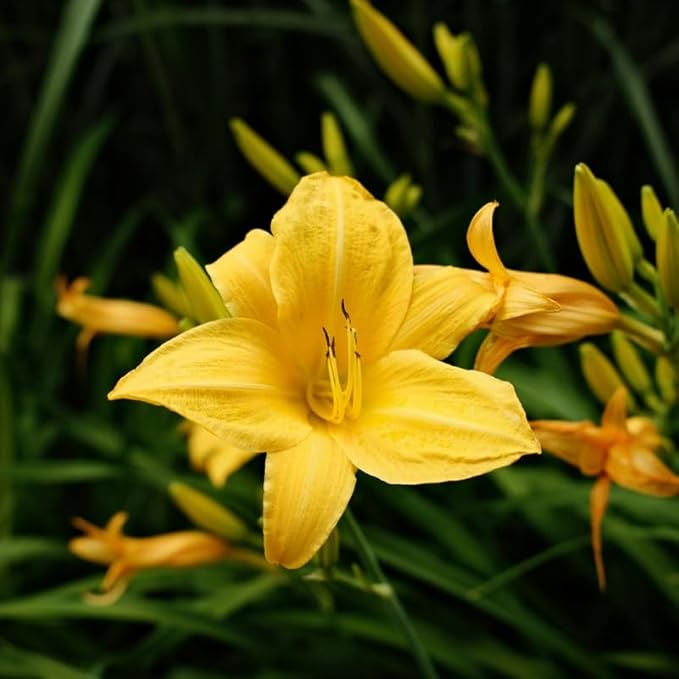 3 Yellow Daylily Bulbs for Planting, Reblooming Daylilies Roots, Hardy Perennial Flowers Bulbs, Gardens and Borders Planting