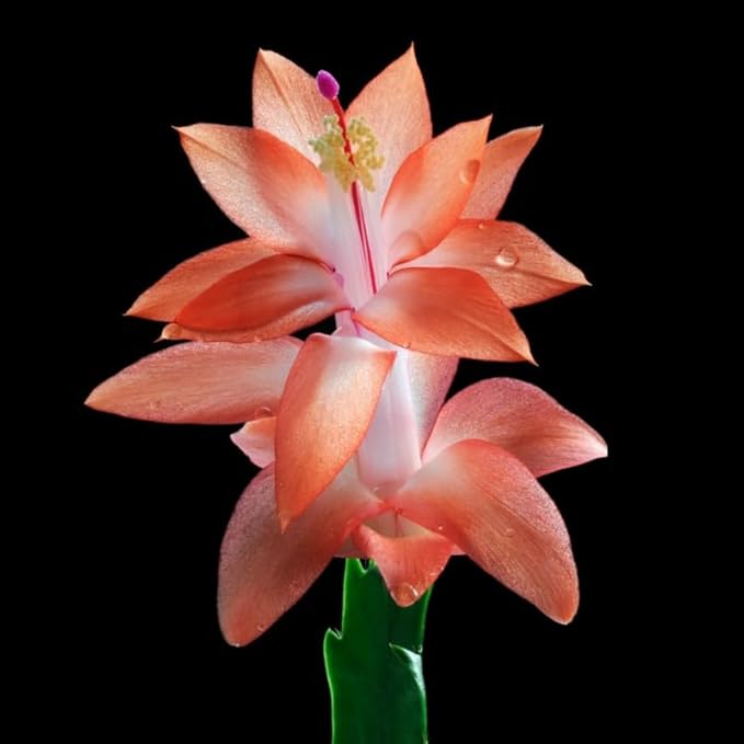 2 Salmon Christmas Cactus Plants Live, 4 to 7 Inch Tall Colorful Christmas Cactus, Holiday Flower Houseplant, Indoor Outdoors Easy Care Plants for Home Garden