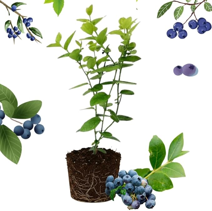 Misty Blueberry Plant Live for Planting, 4-8 Inch Tall Starter Plant, Hardy Blueberry Bush for Garden or Patio