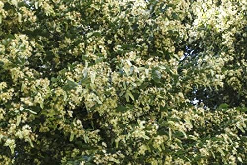 3 Winter Honeysuckle Lonicera in 4" pots Beautiful Fragrant Climbing Plant! Attracts Butterflies and Hummingbirds!