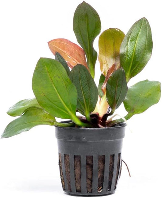 SubstrateSource Live Plants - Echinodorus ‘Red Phoenix’ (Echinodorus sp.) - Medium to High Light, Red Green, Midground to Background Placement, Freshwater Aquascaping Aquatic Plant - Pot