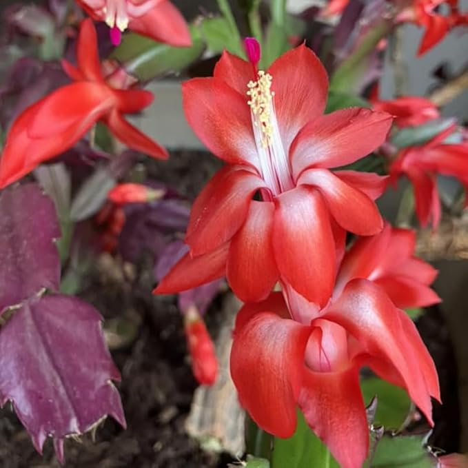 2 Red Christmas Cactus Plants Live, 4 to 7 Inch Tall Colorful Christmas Cactus, Holiday Flower Houseplant, Indoor Outdoors Easy Care Plants for Home Garden