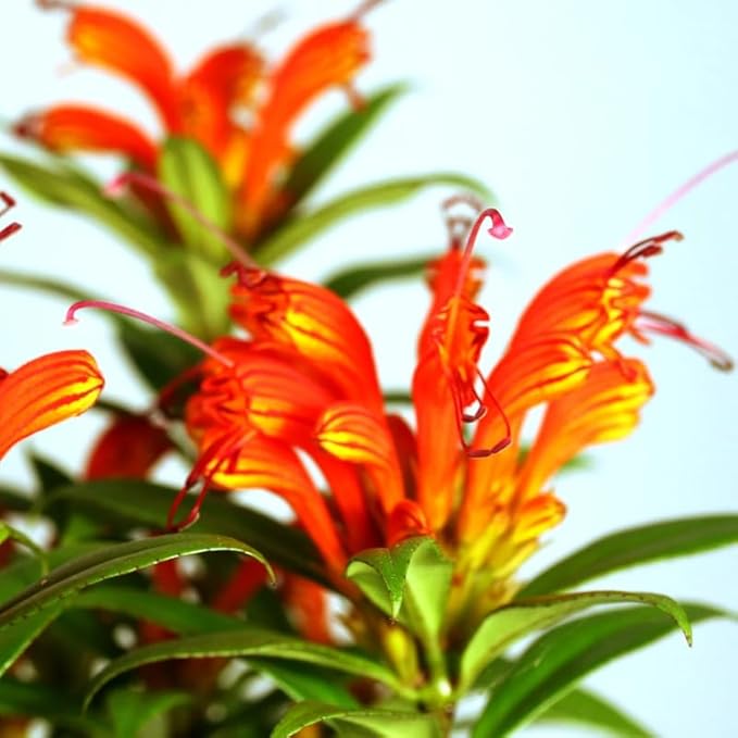 Random Lipstick Plans Live Houseplants in Pot, Aeschynanthus Red Flower Vine Décor Office, Desk Indoor Outdoor Growing