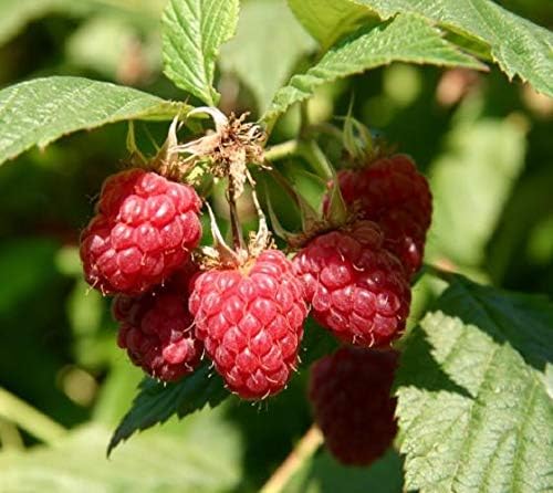 COHO Red Raspberry (Rubus) - Starter Plant (7L) (1 Live Plant)