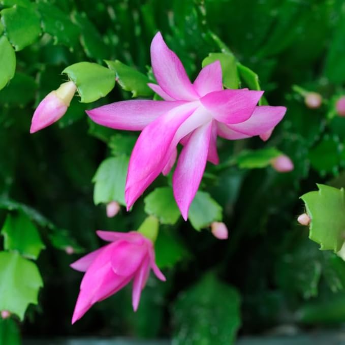 2 Pink Christmas Cactus Plants Live, 4 to 7 Inch Tall Colorful Christmas Cactus, Holiday Flower Houseplant, Indoor Outdoors Easy Care Plants for Home Garden