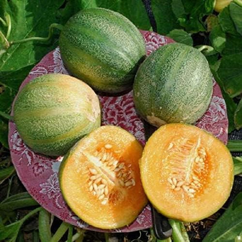 Melon Seeds for Planting (10 Seeds) - Grow Your Own Food (Minnesota Midget)