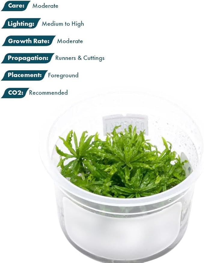 SubstrateSource Live Plant - Downoi (Pogostemon helferi) - Foreground Rosette, Snail-Free in Vitro Aquarium Plant - Tissue Culture