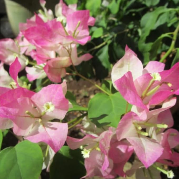 2 Bougainvillea Plants Live, Trailing Flowering Vines, 5-9” Tall, Well-Rooted Bougainvillea Trees for Outdoor Garden or Patio (White Pink Bougainvillea)