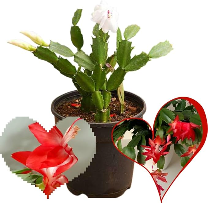 True Thanksgiving Cactus Plant Live in 4" Pot, Ready to Bloom, Holiday Christmas Cactus Plants Live, Red Blooms