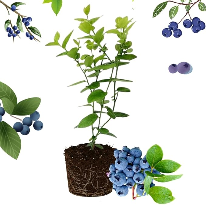 Sharpblue Blueberry Plant Live for Planting, 4-8 Inch Tall Starter Plant, Hardy Blueberry Bush for Garden or Patio