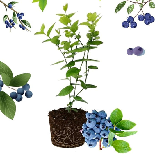 Sharpblue Blueberry Plant Live for Planting, 4-8 Inch Tall Starter Plant, Hardy Blueberry Bush for Garden or Patio