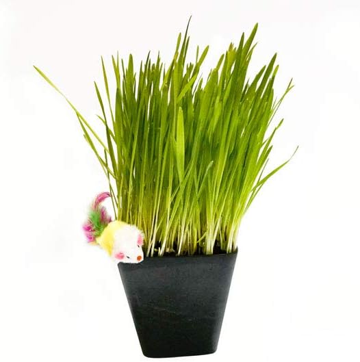 Thunder Acres Cat Grass Blend - Wheat, Barley, Oats, and Rye Seed Mix - Non-GMO - Certified Organic - Bonus CAT Toy (10 LB)