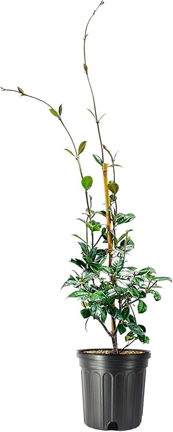Jasmine Star Confederate I 3 Large Gallon Size Plants I Trachelospermum Jasminoides I Live Fragrant White Star-Shaped Flowers, Perfect for Trellises, Fences, and Arbors