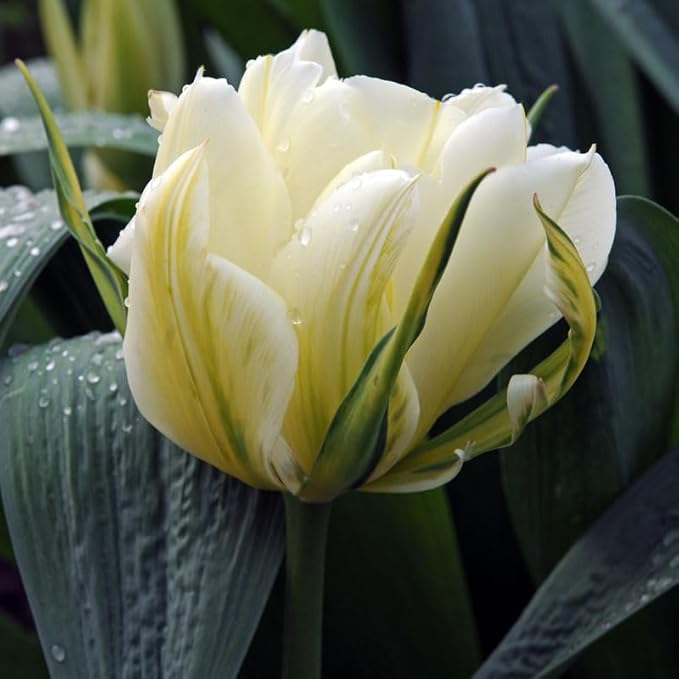 Exotic Emperor Tulip Flower Bulbs - 10 Bulbs per Pack - Deer Resistant - Good as Cut Flowers - Grows Well in Containers - Perennializing