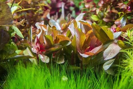 SubstrateSource Live Aquarium Stem Plants - Freshwater Aquatic Plant for Fish Tanks, Aquascaping - (Hydrocotyle Leucocephala Variegated, Pot)