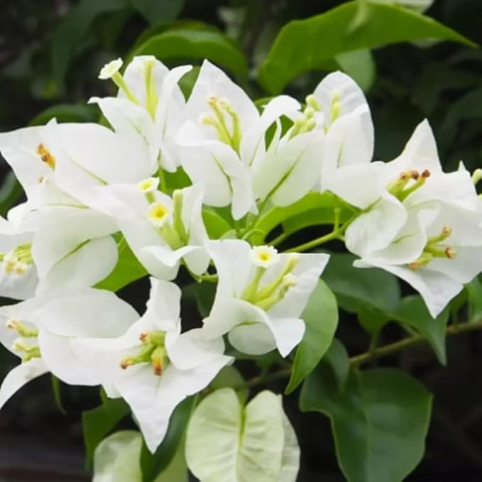 2 Bougainvillea Plants Live, Trailing Flowering Vines, 5-9” Tall, Well-Rooted Bougainvillea Trees for Outdoor Garden or Patio (White Bougainvillea)