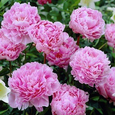 Sarah Bernhardt Garden Peony: Paeonia lactiflora - 1 Bulbs