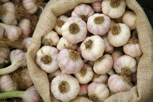 Whole Garlic Bulbs – Huge Non-GMO Bulbs for Fall Planting or Flavoring Dishes – Ready for Planting or Eating – (10 Bulb)