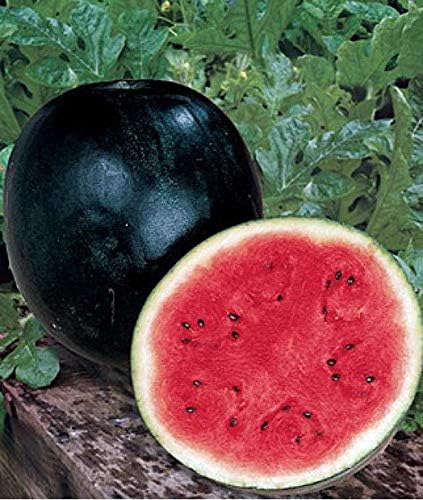 Watermelon Black Beauty Early Rare Giant Fruit Heirloom Organic Non-GMO