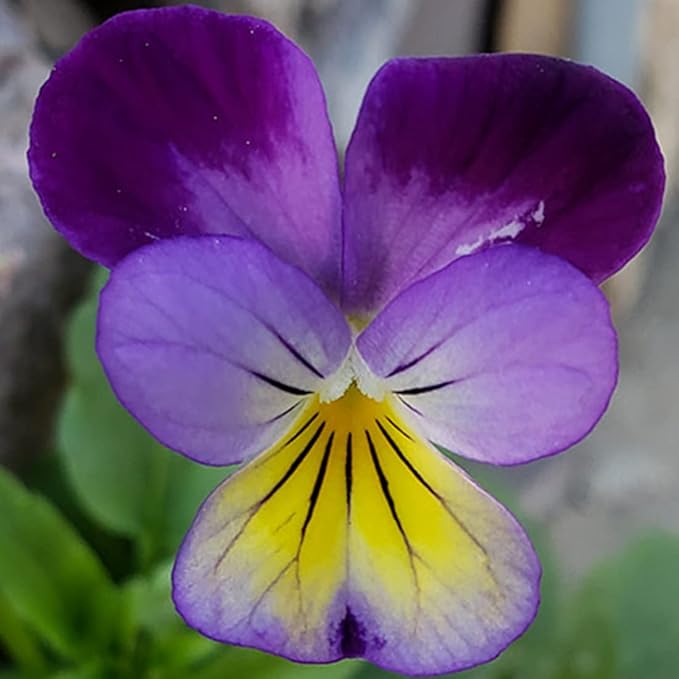 100 Johnny Jump Up Viola Seeds Wild Violet Pansy Seeds for Planting & Growing Perennial Garden Flower Seeds