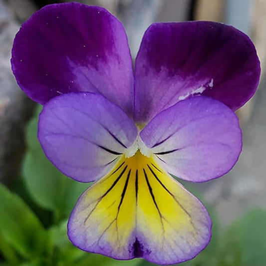 100 Johnny Jump Up Viola Seeds Wild Violet Pansy Seeds for Planting & Growing Perennial Garden Flower Seeds